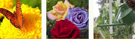 Bénéficiez Code Promo Jardinerie Koeman